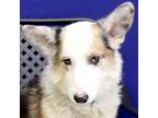 Adopt Jimmy a Corgi