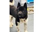 Adopt Quinton a Akita