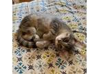 Adopt Benny a Domestic Short Hair