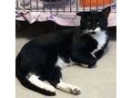 Adopt AC Maximus a Domestic Short Hair
