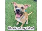 Adopt Mack Truck a Mixed Breed