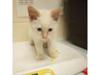 Adopt Garrett a Domestic Short Hair