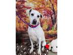 Adopt Frosty a Terrier