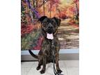 Adopt Scooter a Terrier