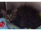 Adopt Speck a Domestic Long Hair