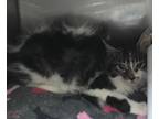 Adopt Soybean a Domestic Long Hair