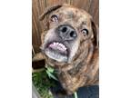 Adopt Chester a Terrier