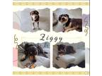 Adopt Ziggy a Australian Kelpie, Labrador Retriever