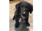 Adopt Whiskey a Pit Bull Terrier, Siberian Husky