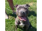 Adopt Seacil a Pit Bull Terrier