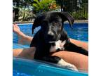 Adopt Scott a Labrador Retriever