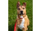 Adopt Freddie (Milo) a Labrador Retriever, Mixed Breed