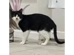 Adopt Tiny Tim a Domestic Short Hair