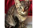 Adopt Zeus a Domestic Short Hair