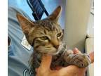 Adopt Lizard a Tabby