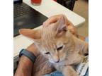 Adopt Odie a Tabby