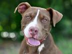 Adopt MILLION a Pit Bull Terrier
