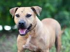 Adopt DIJON a Black Mouth Cur