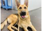 Adopt WESSON a German Shepherd Dog