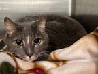 Adopt TONI a Domestic Short Hair