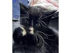 Adopt Stripe a Domestic Short Hair