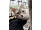 Adopt Ken a Domestic Short Hair