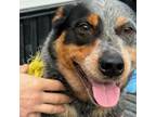 Adopt Banjo a Australian Cattle Dog / Blue Heeler