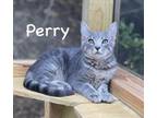 Adopt Perry a Domestic Short Hair