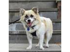 Adopt Leon a Pomeranian, Corgi