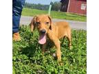 Adopt Cosmo a Black Mouth Cur, Mixed Breed