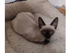 Adopt Gulliver a Siamese