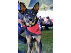 Adopt Camden a Shepherd, Beauceron