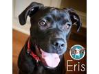 Adopt Eris Estrella a Pit Bull Terrier, American Staffordshire Terrier