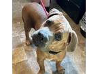 Adopt Kane a Cane Corso