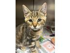 Adopt Ben a Domestic Short Hair