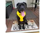 Adopt Dean a Boxer
