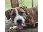 Adopt Sosa a Hound