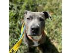 Adopt Chalk a Pit Bull Terrier