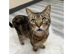 Adopt Bubba Kitty a Domestic Short Hair