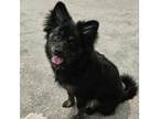 Adopt Bean Medina a Pomeranian