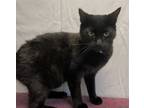 Adopt Chunky a Domestic Short Hair