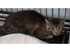 Adopt Tommy (Boots) a Domestic Short Hair