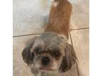 Adopt Shoji a Shih Tzu