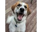 Adopt Cookie a Mixed Breed