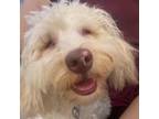 Adopt Dale a Yorkshire Terrier, Poodle