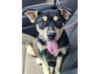 Adopt Baron (BEAR) a Rat Terrier, Manchester Terrier