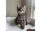 Adopt Iguana a Domestic Short Hair