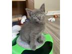 Adopt Gorilla a Domestic Short Hair