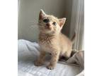 Adopt Hyena a Domestic Short Hair