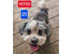 Adopt Shaggs in LA a Shih Tzu